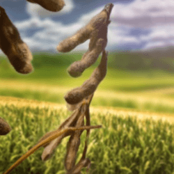 c b b ef b c ba d large x soybeans