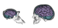 chimpanzee human brains