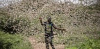 desert locust swarms further threaten food insecure east africa