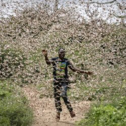 desert locust swarms further threaten food insecure east africa
