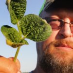 dicamba