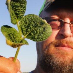 dicamba