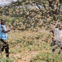 locustskenya