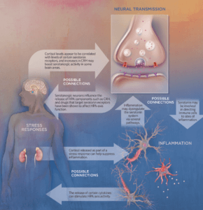 suicide infographic neurobiological pathways