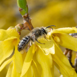 unequal cellophane bee kpmcfarland