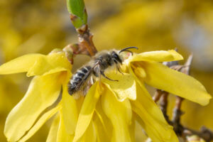 unequal cellophane bee kpmcfarland