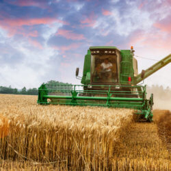 wheatfarmer lead