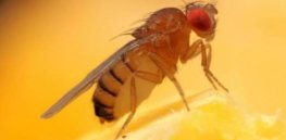 fruit flies refuse to lay their eggs in lion poop