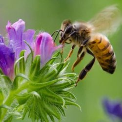 honeybee flower jpg x q crop scale