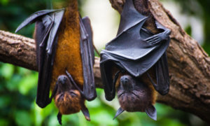 influenza in bats tp