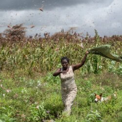 locusts