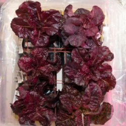 space station red romaine lettuce exlarge