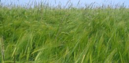 alopecurus myosuroides in barley