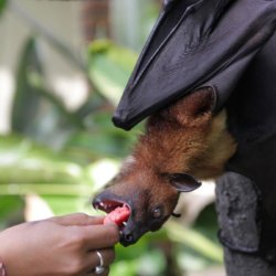 bats humans coronavirus