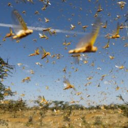 new larger wave of locusts threatens millions in africa