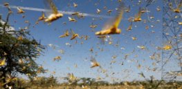 new larger wave of locusts threatens millions in africa