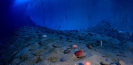 paysage sous marin antarctique