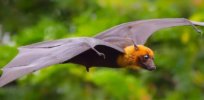 pest library bats