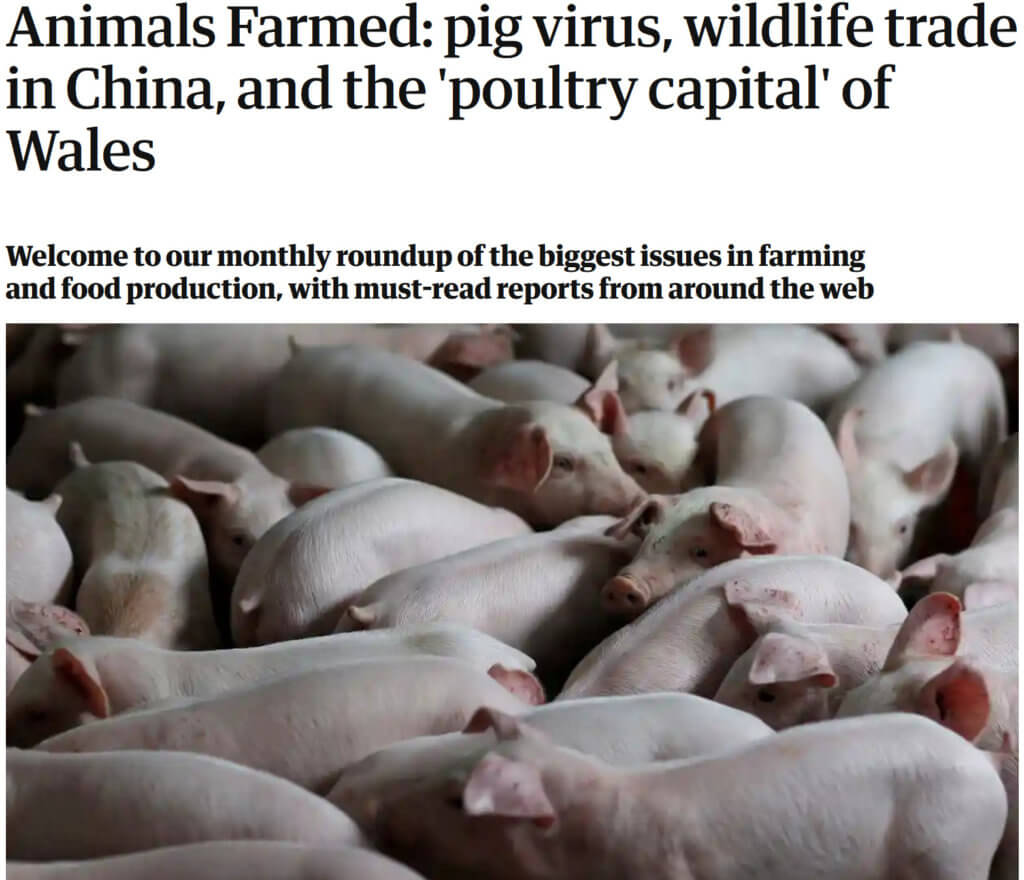 screenshot animals farmed pig virus wildlife trade in china and the poultry capital of wales