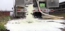 screenshot dairy farms dump milk as coronavirus crisis spoils demand