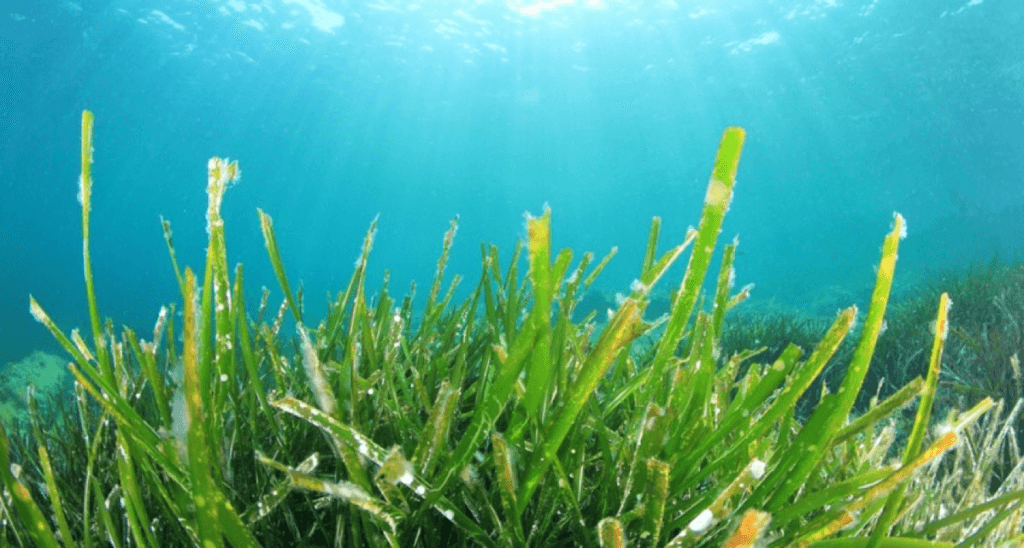 ocean seaweed