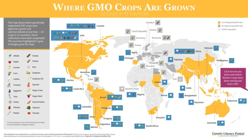 where gmo crops are grown glp infographic