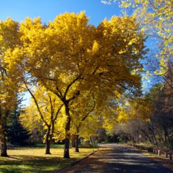 american elm trees park