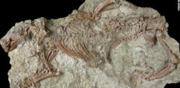 ancient finds gondwanatherian exlarge
