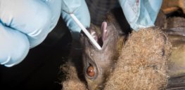 bats coronavirus study full