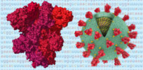 coronavirus genome bad news wrapped in protein promo threebytwosmallat x