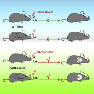 may cell host microbe mouse model of sars cov