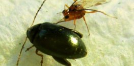 microctonus brassicae a parasitoid targeting the adult cabbage stem flea beetle psylliodes chrysocephala x