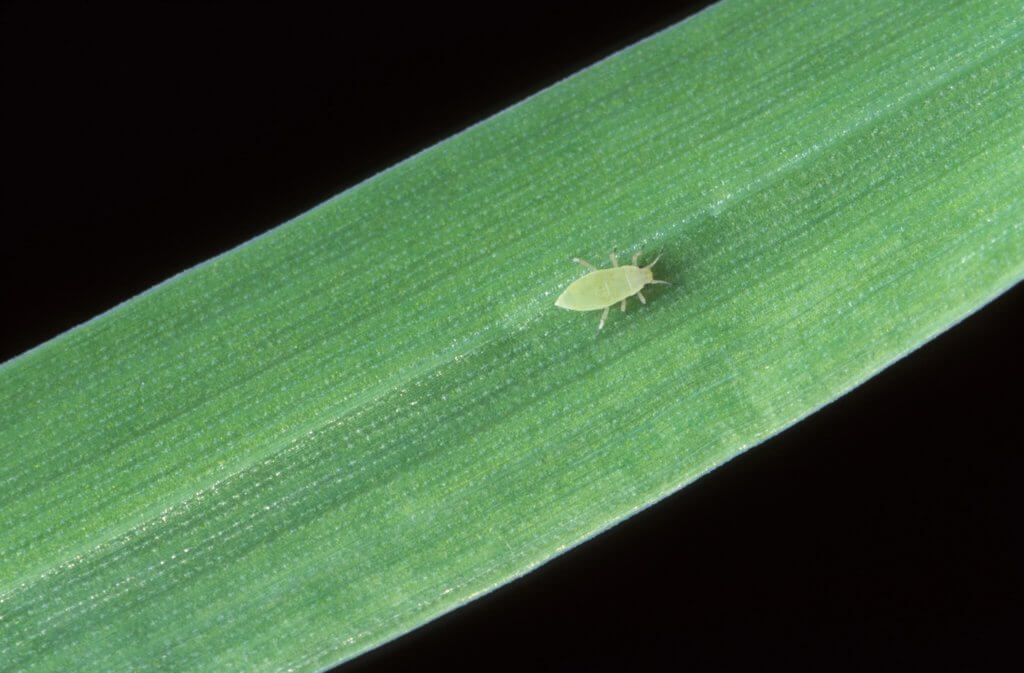 px russian wheat aphid