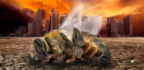 dead bee desolate city
