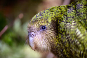 Kakapo by Jake Osborne
