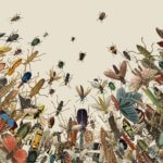 mag insects image superjumbo v