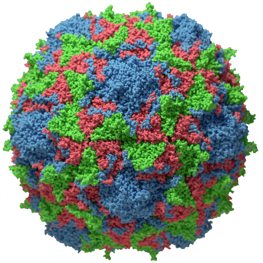 poliovirus copy