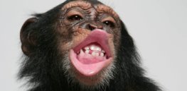 skynews chimpanzee lips