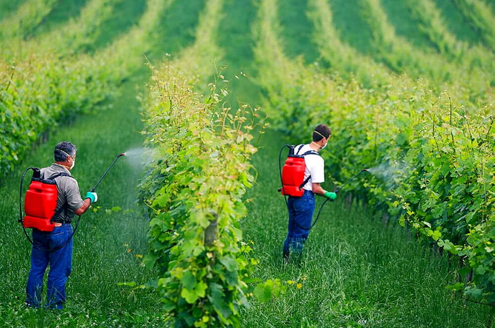 Disaster interrupted: Which farming system better preserves insect populations: Organic or conventional? - Vimarsana News