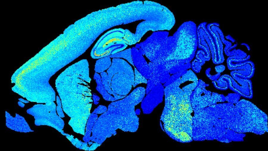 Unlocking The Deepest Secrets Of Our Brains As We Grow And Age