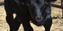 More meat with less environmental impact? CRISPR and one gene change could improve the sustainability of beef production