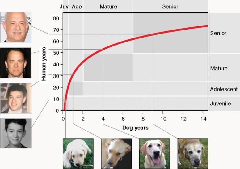 dog age chart x