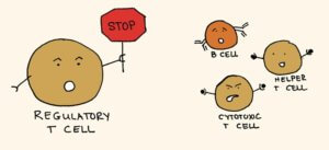 regulatory t cell smaller
