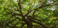 types of oak trees