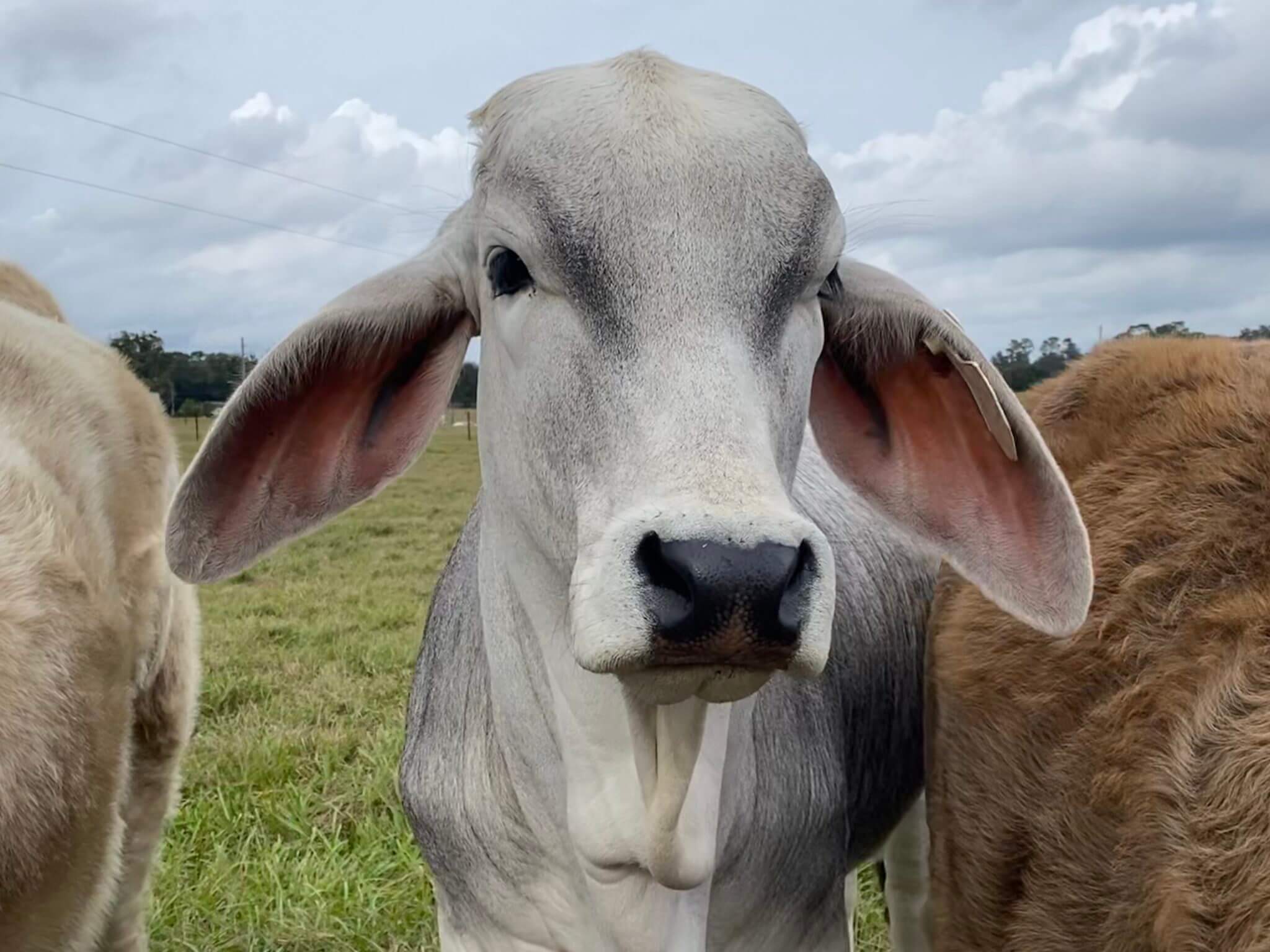 CRISPR cows could boost sustainable meat production, but regulations and  wary consumers stand in the way - Genetic Literacy Project