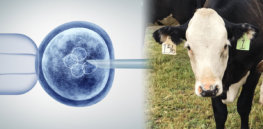gene editing invitro crispr and cows x a