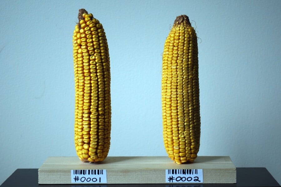 difference between gmo and organic food