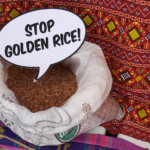 stop golden rice
