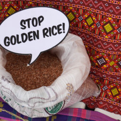 stop golden rice