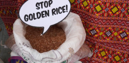 stop golden rice